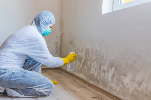 Licensed Black Mold Removal service in Williamston, NC - WQB Mold Removal