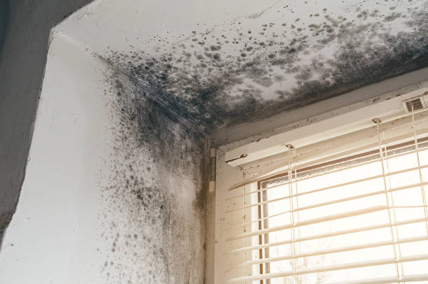 Affordable Black Mold Removal solutions in Williamston, NC